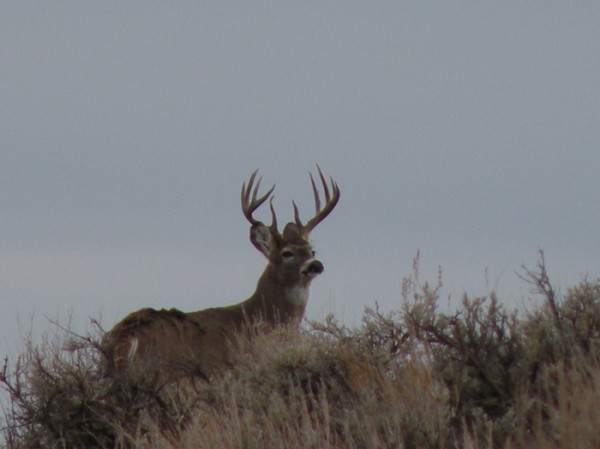 Montana Whitetails Trophy Deer Hunting Trips 1