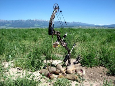 Archery Gopher Hunting