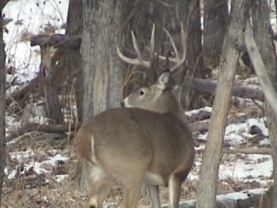 Pope & Young Whitetail 2