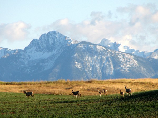 Mule Deer Country 1