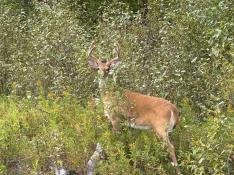 portfolio-wallpaper-442