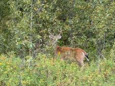 portfolio-wallpaper-443