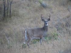 portfolio-wallpaper-452