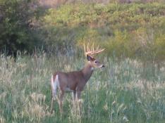 portfolio-wallpaper-455