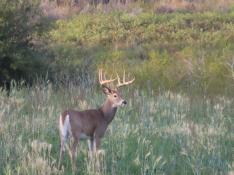 portfolio-wallpaper-454