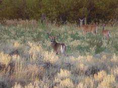 portfolio-wallpaper-456