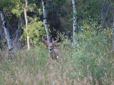 portfolio-wallpaper-457