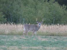 portfolio-wallpaper-469