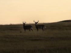 portfolio-wallpaper-485