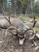 portfolio-wallpaper-537