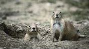 Prairie Dogs