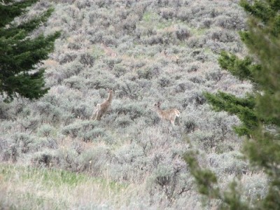 New Elk Hunting Leases