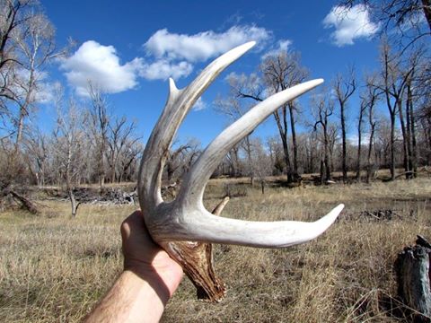 2015 Spring In Montana