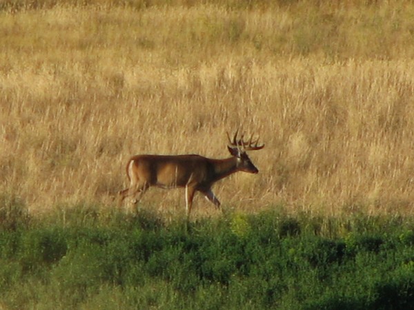 Montana Whitetail Deer Archery Hunts