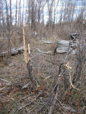 Deer Sign, & River Bottom Photos