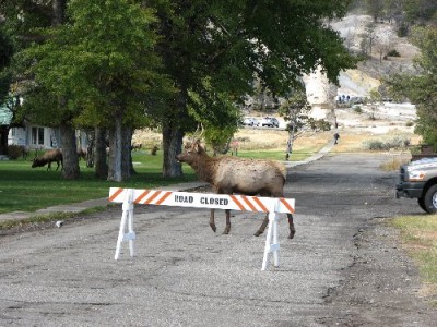 Yellowstone Park Photos