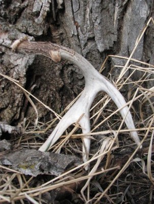 2011 Shed Hunting