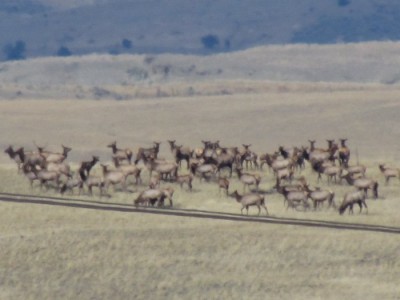 Whitetail, Mule Deer, and Antelope Photos