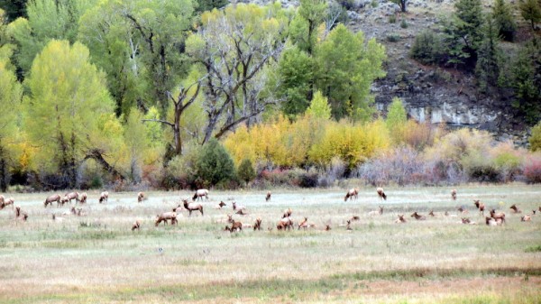 Whitetail, Mule Deer, and Antelope Photos