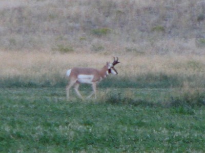 Whitetail, Mule Deer, and Antelope Photos