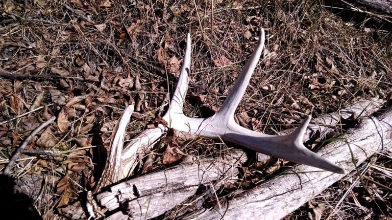 2015 Spring In Montana