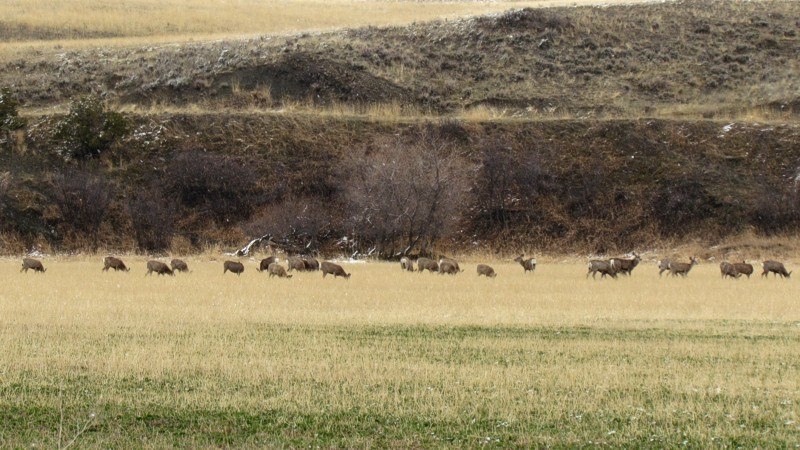 2015 Spring In Montana