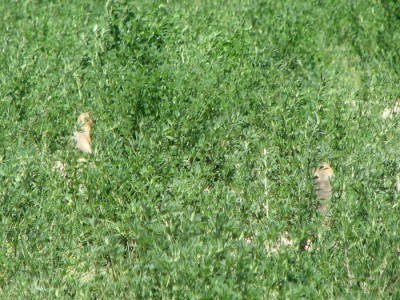 Archery Gopher Hunting