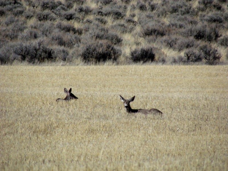 2015 Spring In Montana