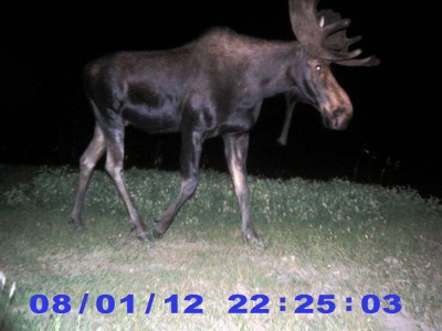 2012 Pre Season Trail Camera