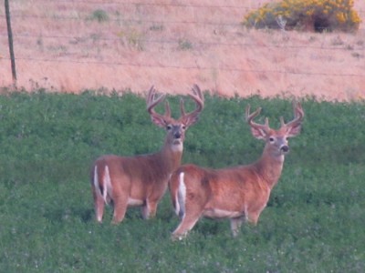 Whitetail, Mule Deer, and Antelope Photos