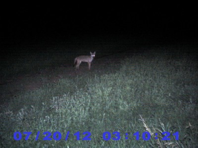 2012 Pre Season Trail Camera