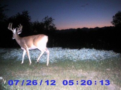 2012 Pre Season Trail Camera