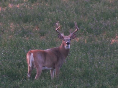 Whitetail, Mule Deer, and Antelope Photos