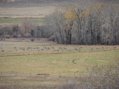 Whitetail, Mule Deer, and Antelope Photos