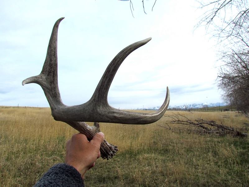 Trophy Whitetail Hunts 1