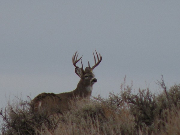 Whitetail, Mule Deer, and Antelope Photos