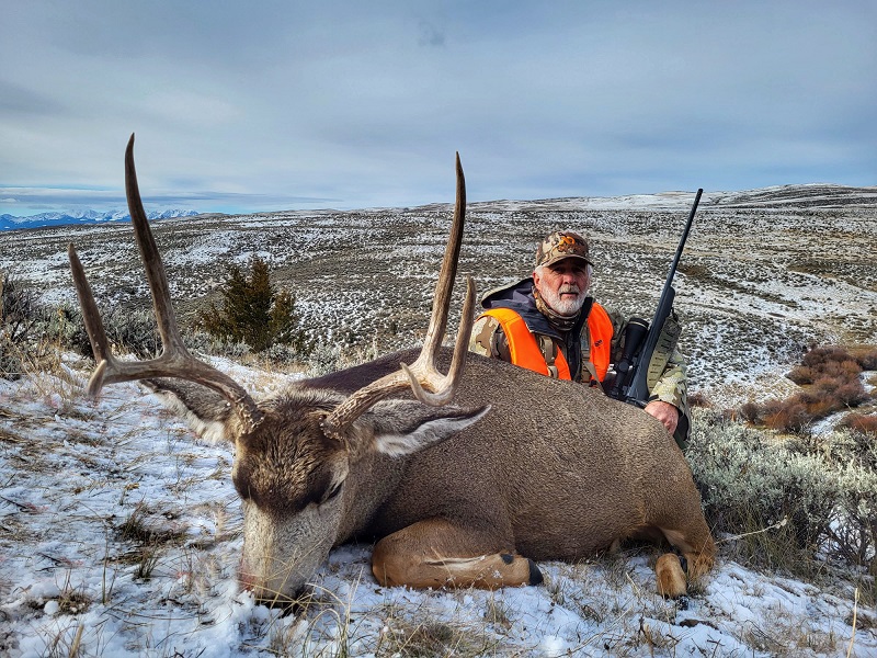 Montana Mule Deer