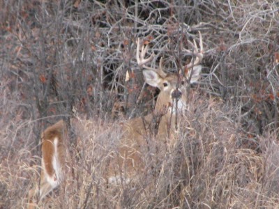 Whitetail, Mule Deer, and Antelope Photos