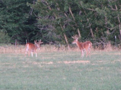 Whitetail, Mule Deer, and Antelope Photos