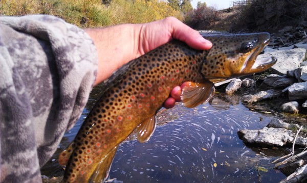 Montana Trout Fishing