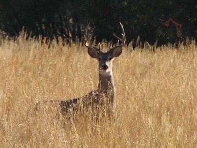 Whitetail, Mule Deer, and Antelope Photos