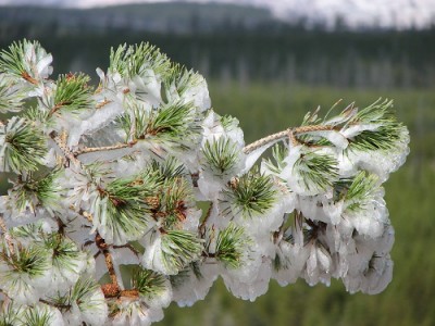 Yellowstone Park Photos