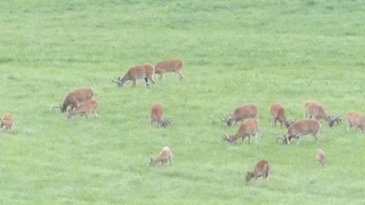 Whitetail, Mule Deer, and Antelope Photos