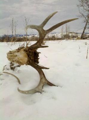 2011 Shed Hunting