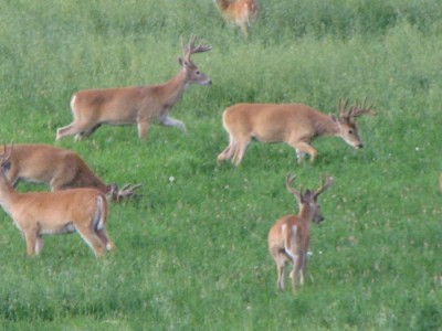 Whitetail, Mule Deer, and Antelope Photos