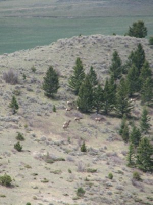 New Elk Hunting Leases