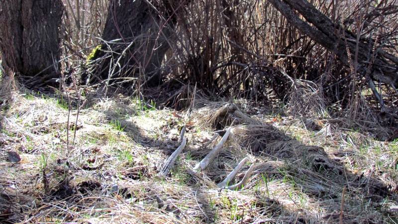 2015 Spring In Montana