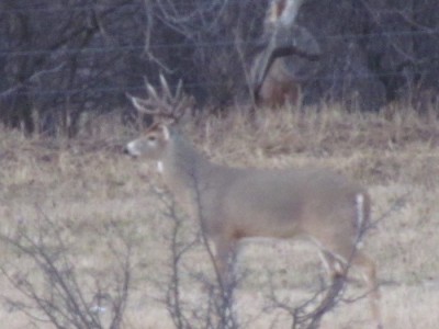 Whitetail, Mule Deer, and Antelope Photos