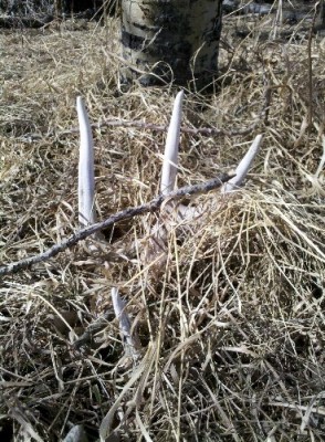 2011 Shed Hunting