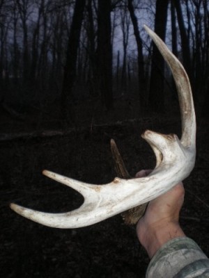 2011 Shed Hunting